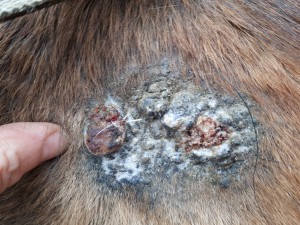 20190323_083029.jpg (5.66 MiB) 3970 mal betrachtet 23. März schmierpause