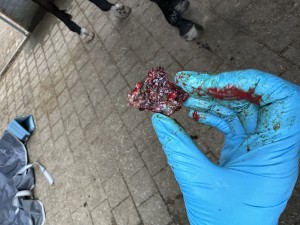 IMG_9244.jpeg (1.99 MiB) 1859 mal betrachtet hat sich beim Schmieren gegen den Bauch getreten und dabei das Sarkoid erwischt. Die Kruste ist abgefallen & es hat geblutet
