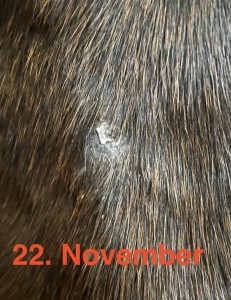 IMG_6121.jpeg