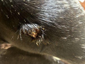IMG_2970.jpeg