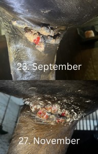 23. September.jpeg (613.5 KiB) 438 mal betrachtet Achsel links