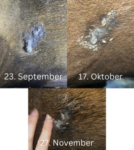 Flanke.jpeg (869.32 KiB) 438 mal betrachtet Flanke, Gurtlage