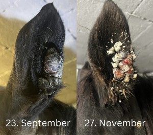 Ohr.jpeg (581.04 KiB) 438 mal betrachtet Ohr