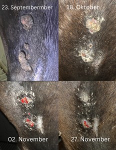 Kopie von Collage Bauch.jpeg (1.07 MiB) 438 mal betrachtet Bauch, Gurtlage