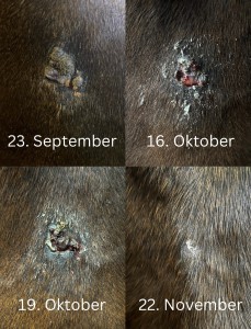 IMG_0088.jpeg (1012.89 KiB) 598 mal betrachtet Brust