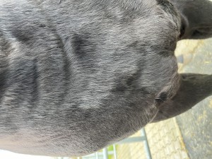 Brust