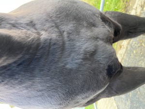 Brust