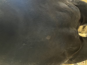 IMG_3707.jpeg
