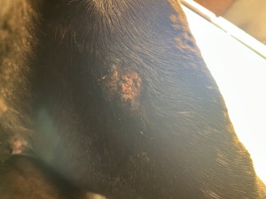 IMG_3025.jpeg