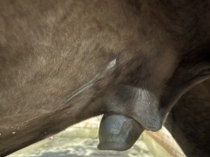 Schlauch links