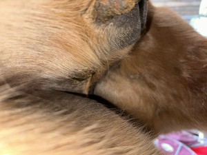 IMG_0417.jpeg