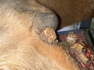 IMG_0413.jpeg