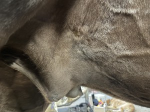 IMG_4016.jpeg