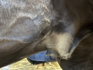 IMG_4017.jpeg