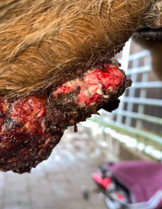Hier haben sich so kleine weisse Flecken gebildet. Irgendwie eitrig aber viel zäher als was ich sonst gesehen habe. Es hockt wie in kleinen Löchern im Sarkoid.<br />Habt ihr so etwas schon gesehen?