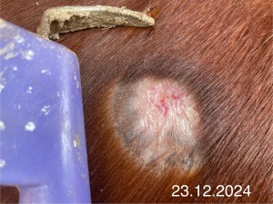 IMG_2087.jpeg (1.03 MiB) 947 mal betrachtet 23.12.2024