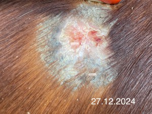 IMG_2127.jpeg (945.46 KiB) 942 mal betrachtet 26.12.2024