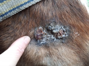 20190324_083736.jpg (5.48 MiB) 3961 mal betrachtet 24. März