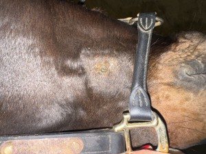 IMG_8117.jpeg
