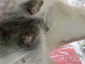 IMG_3128.jpeg
