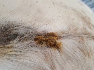 Foto nachdem CompX Salbe aufgetragen wurde