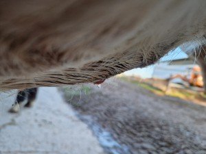 Leichte Schwellung am Bauch