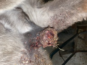 IMG_0478.jpeg
