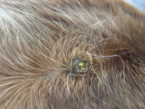 IMG_2822.jpeg