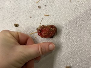 IMG_0510.jpeg