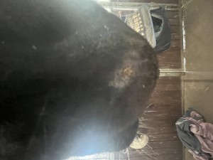 IMG_0184.jpeg
