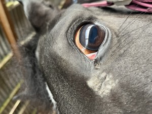 IMG_0179.jpeg