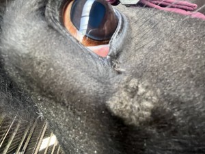 IMG_0174.jpeg