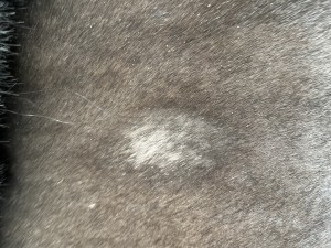 IMG_0168.jpeg