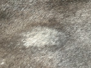 IMG_0169.jpeg