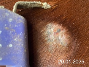 IMG_2444.jpeg (885.39 KiB) 906 mal betrachtet 20.01.2025