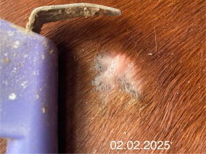 IMG_2563.jpeg (980.69 KiB) 906 mal betrachtet 02.02.2025