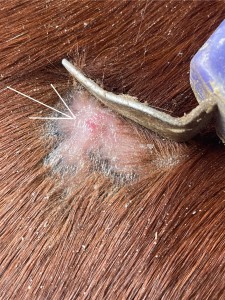 IMG_2566.jpeg (1.33 MiB) 906 mal betrachtet Nahaufnahme