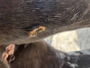 IMG_3943.jpeg