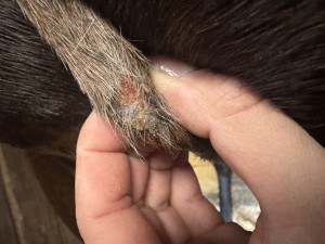 IMG_9232.jpeg