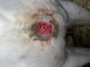 10.02. 1 Stunde nach Auftrag abgebissen trotz spazieren und Futter