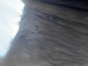 IMG_8016.jpeg