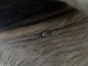 IMG_8017.jpeg