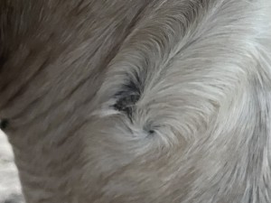 IMG_8014.jpeg