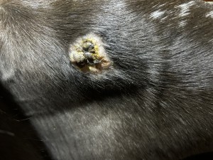 IMG_4050.jpeg