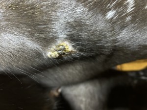 IMG_4049.jpeg