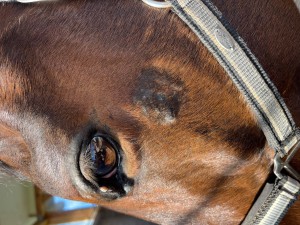 Backe 03.03.25.jpg (1.86 MiB) 2822 mal betrachtet Sarkoid Backe