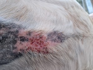 Status 04.03.2025 hier sieht man diese blutigen Flecken / Bläschen deutlich. Bis hier hin täglich 1:3 Mischung geschmiert.
