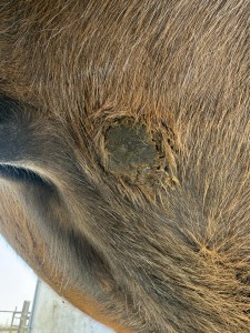 unnamed.jpg (2.39 MiB) 577 mal betrachtet 09.03.2025