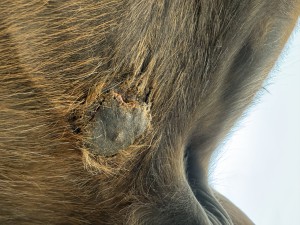 IMG_6240.jpeg (3.44 MiB) 563 mal betrachtet Vor dem reiten