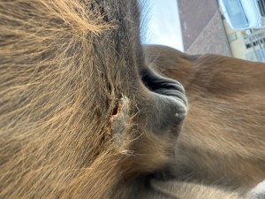 IMG_6241.jpeg (2.39 MiB) 563 mal betrachtet Sah man aber schon dass die Kruste nur noch leicht fest ist